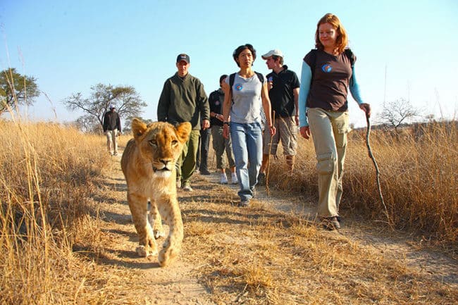 Lion Walk für die Top 10 Ideen zum Beobachten von Wildtieren