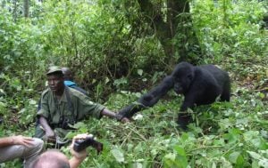 gorilla permit in uganda, rwanda and drc