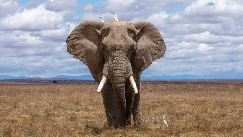 big elephant bull