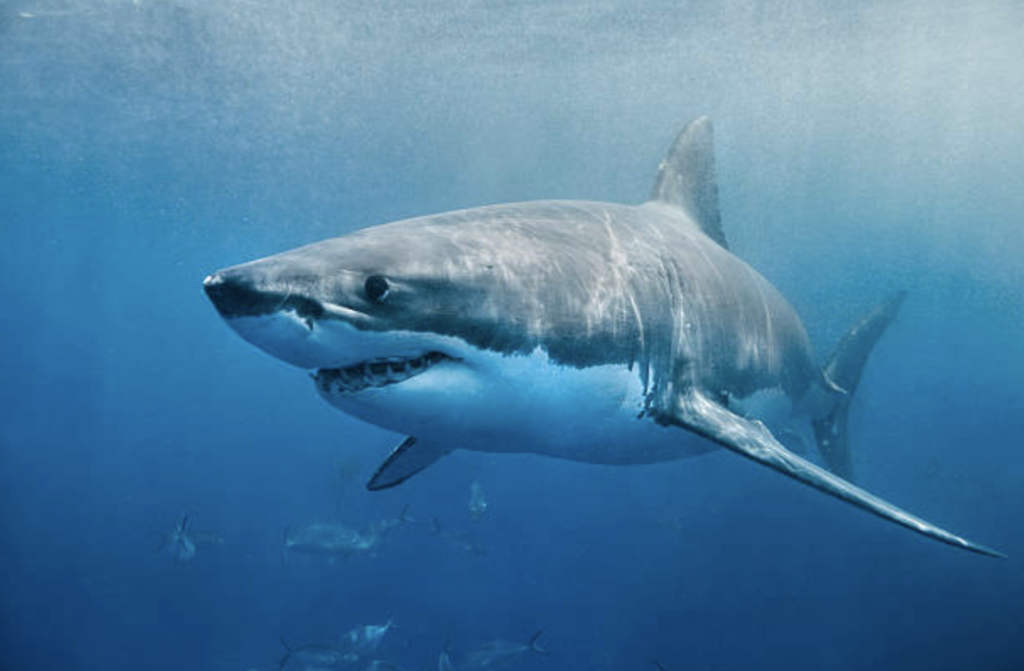 Great White Shark Diving around the globe