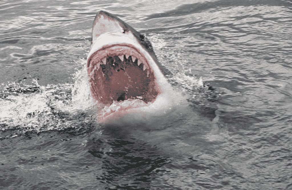 Great White Shark Jaws before going Great White Shark Diving