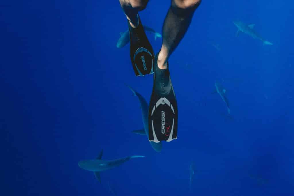 Diver in the Ocean with Sharks