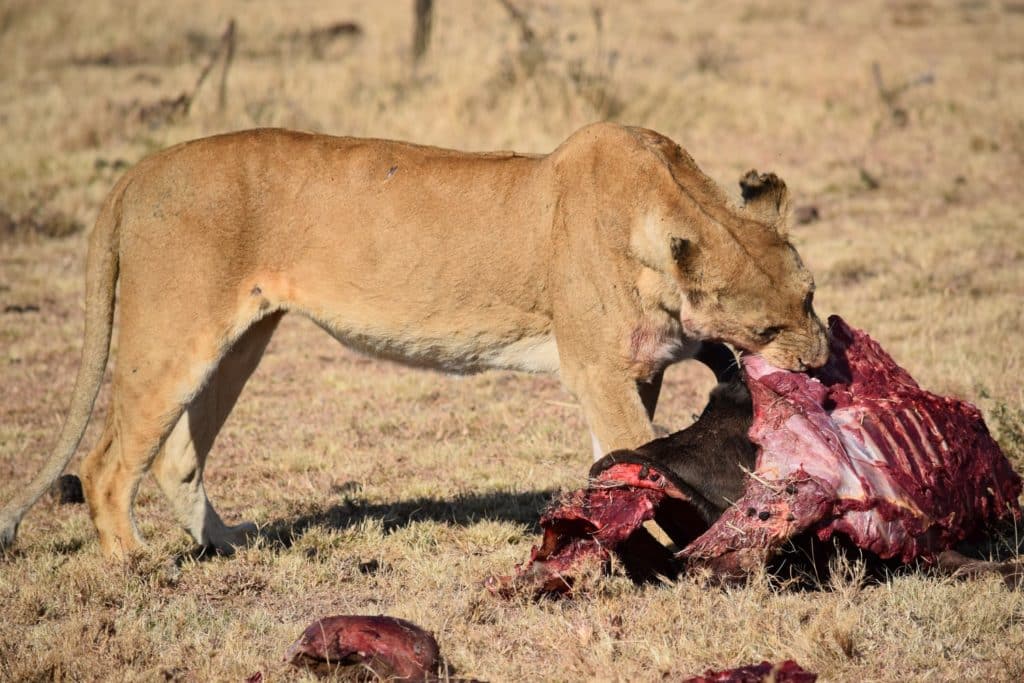 Wildebeest Killed by Lion