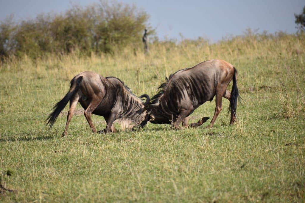 Wildebeest Fight