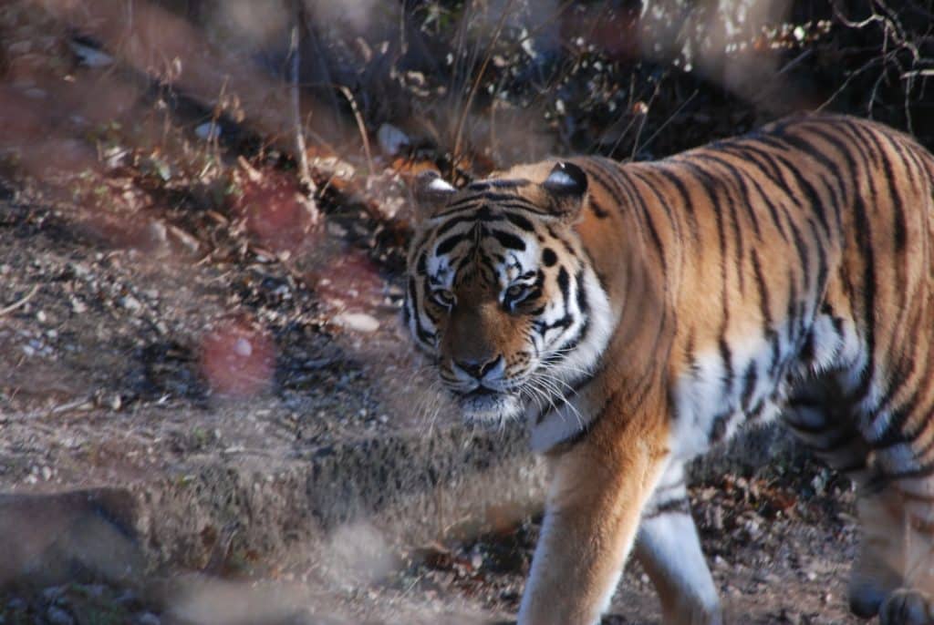 Bangladesch Tigersafari