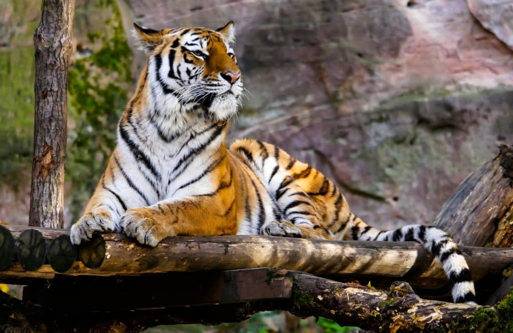 Tiger Nepal