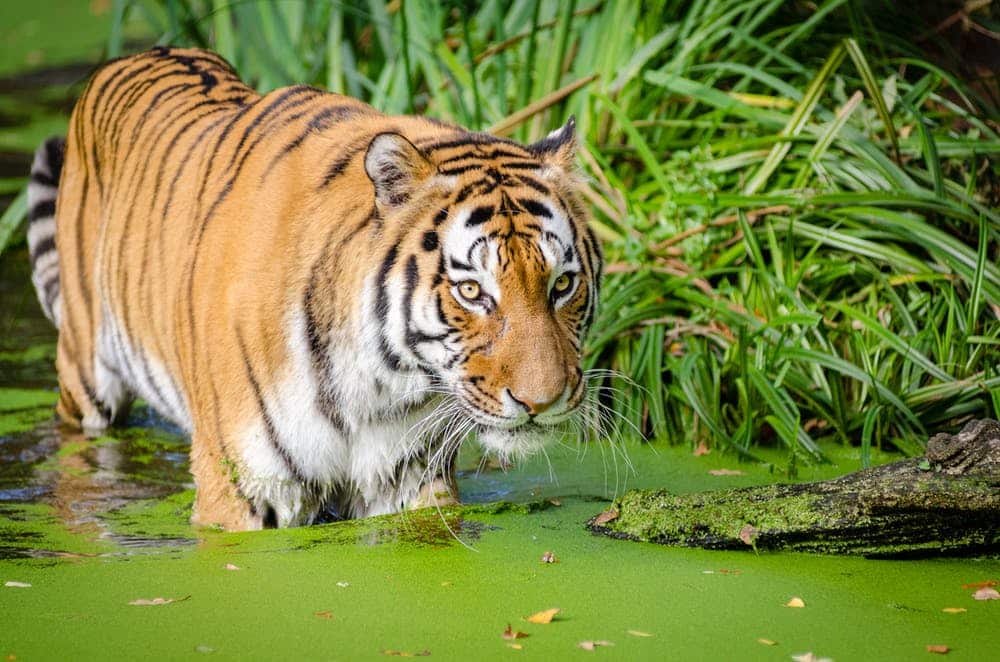 wildlife in asia: Tiger in Western Bengal