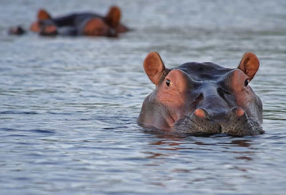 Best Places to See Hippos - Animals Around The Globe