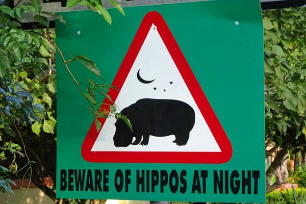 Hippos at night