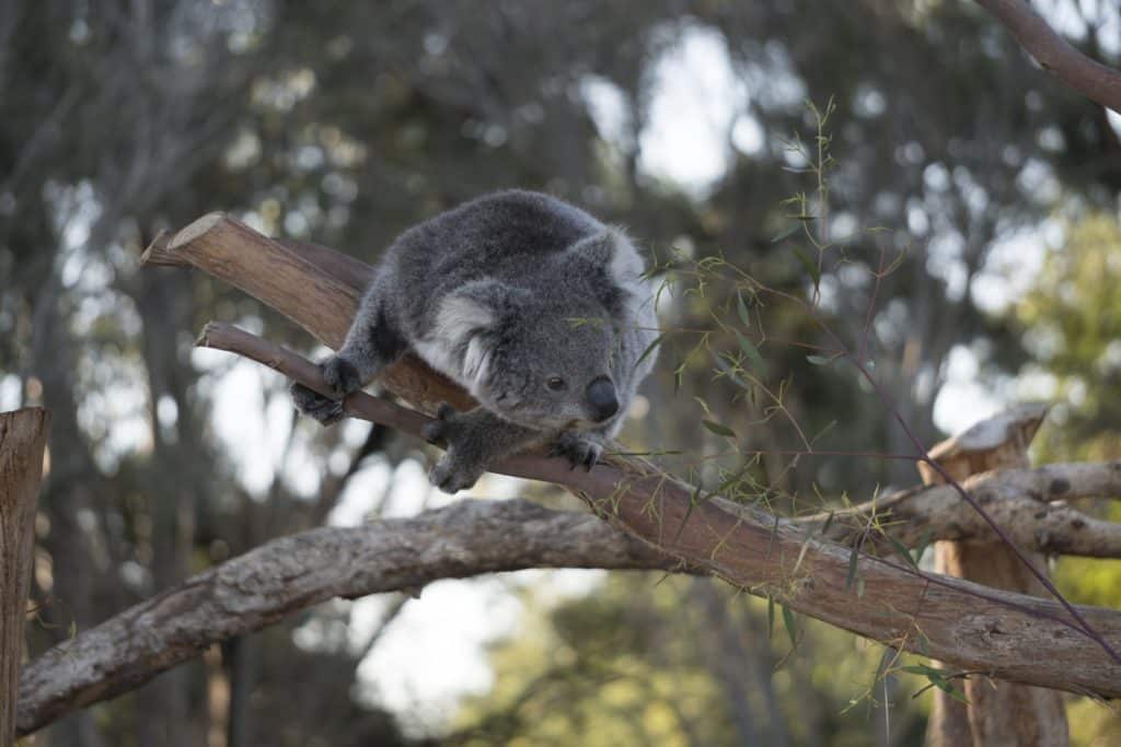 koala curious