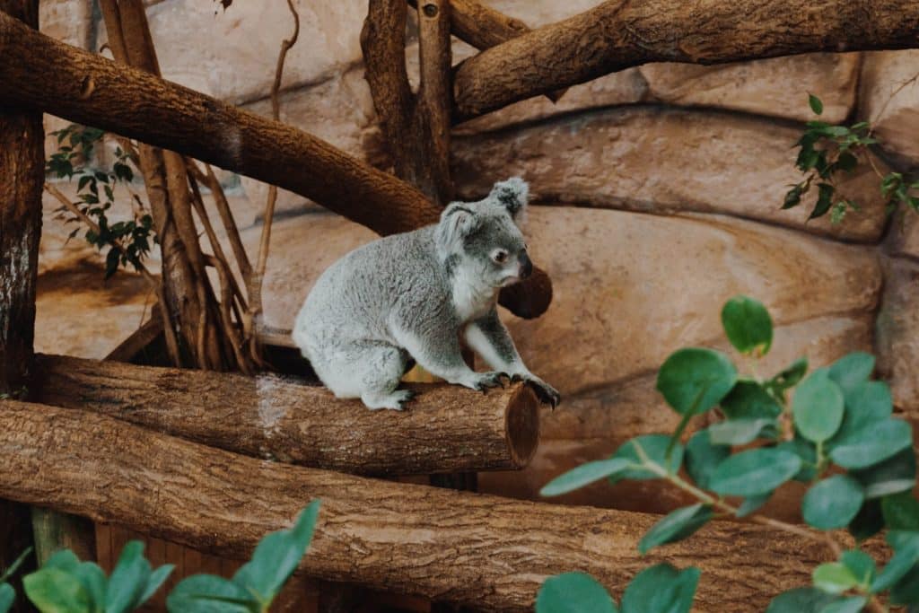 koala zoo