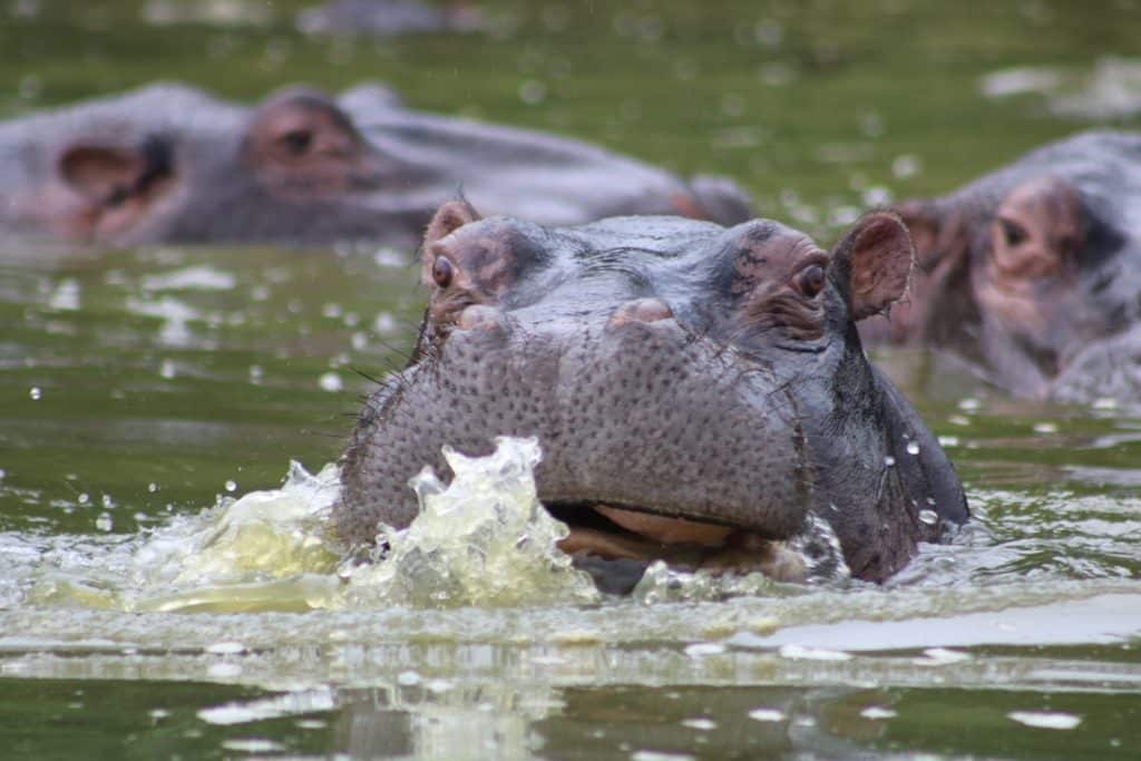 Kruger National Park Hippo