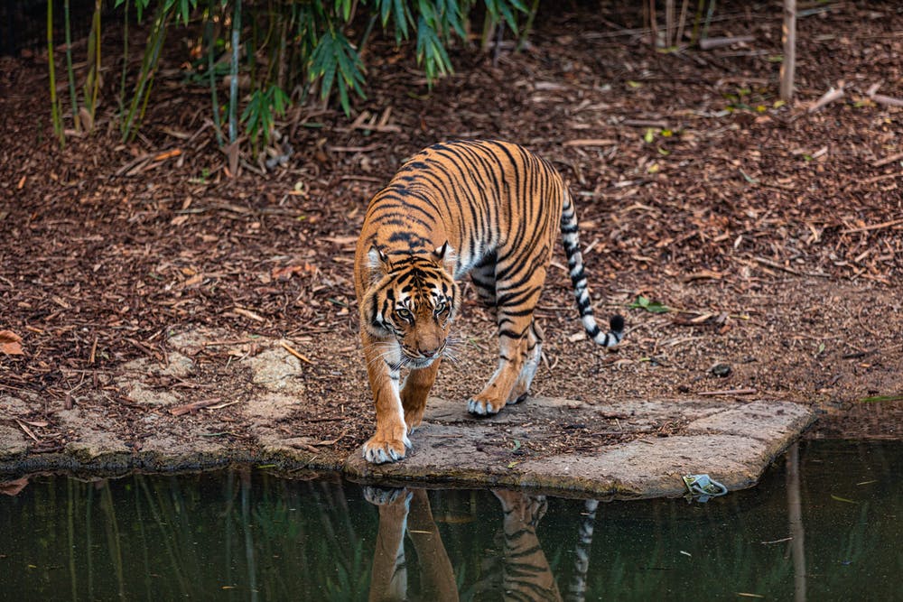 Tiger in freier Wildbahn in Indien nach einer Tigersafari oder -tour