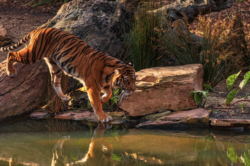 tiger river for tiger tours