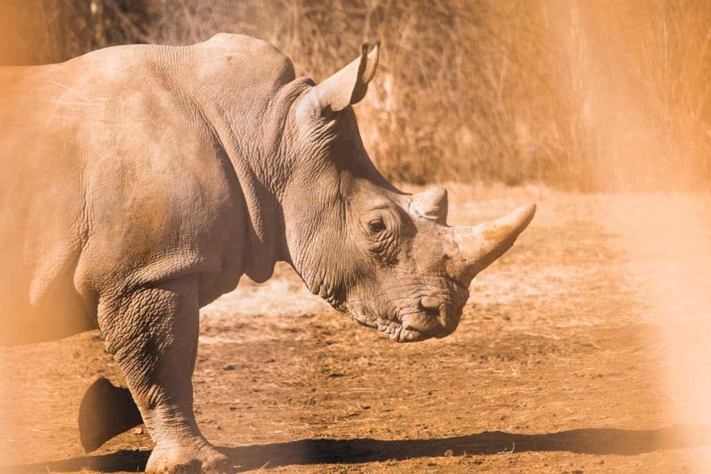 why rhinos are endangered