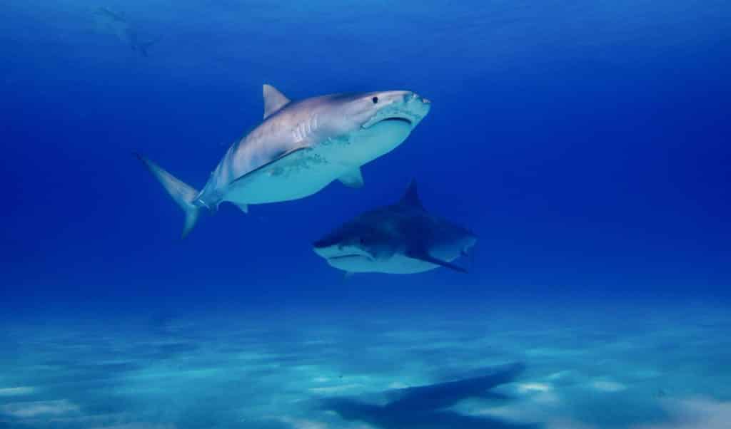 Tiger-sharks-in-the-water. images of tiger sharks
