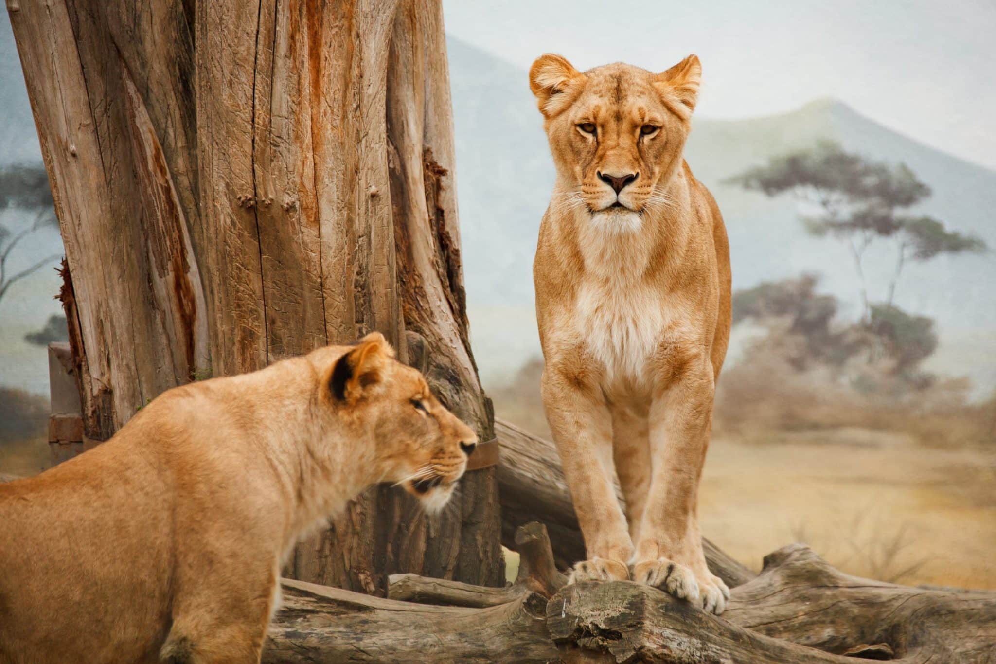 Mejores lugares para ver leones - Animals Around The Globe