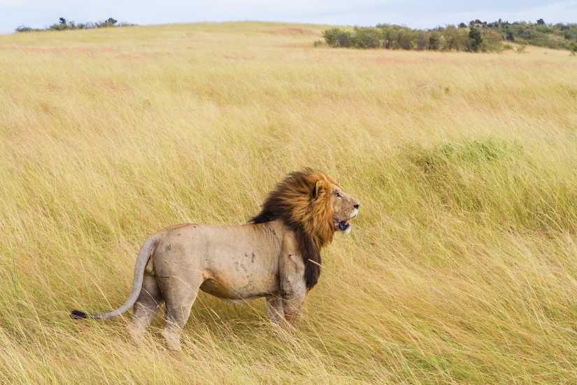 male lion serengeti park  Best Places to See Lions