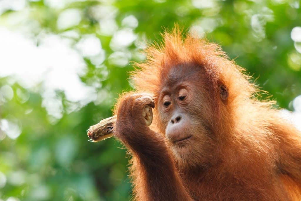 orangutan baby monkey