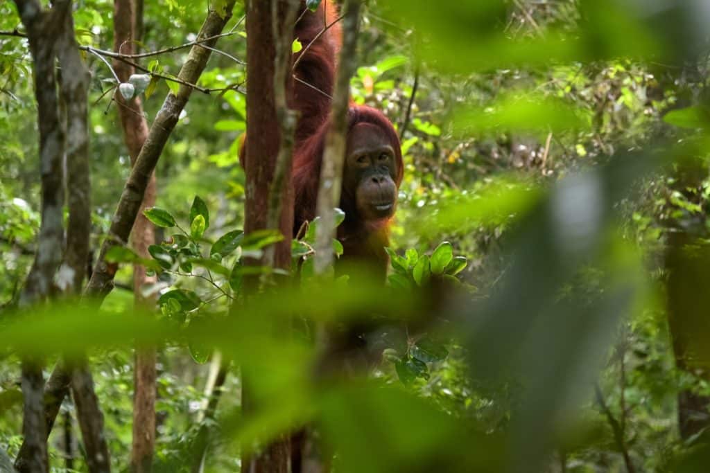 orangutan in the jungle