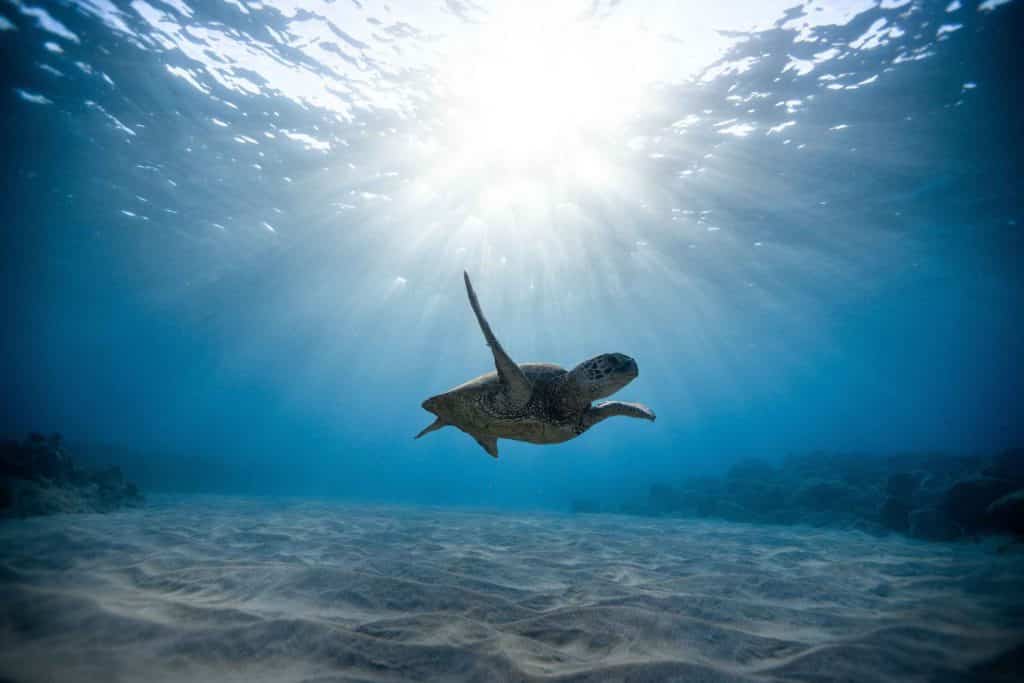 turtle-in-the-big-sea