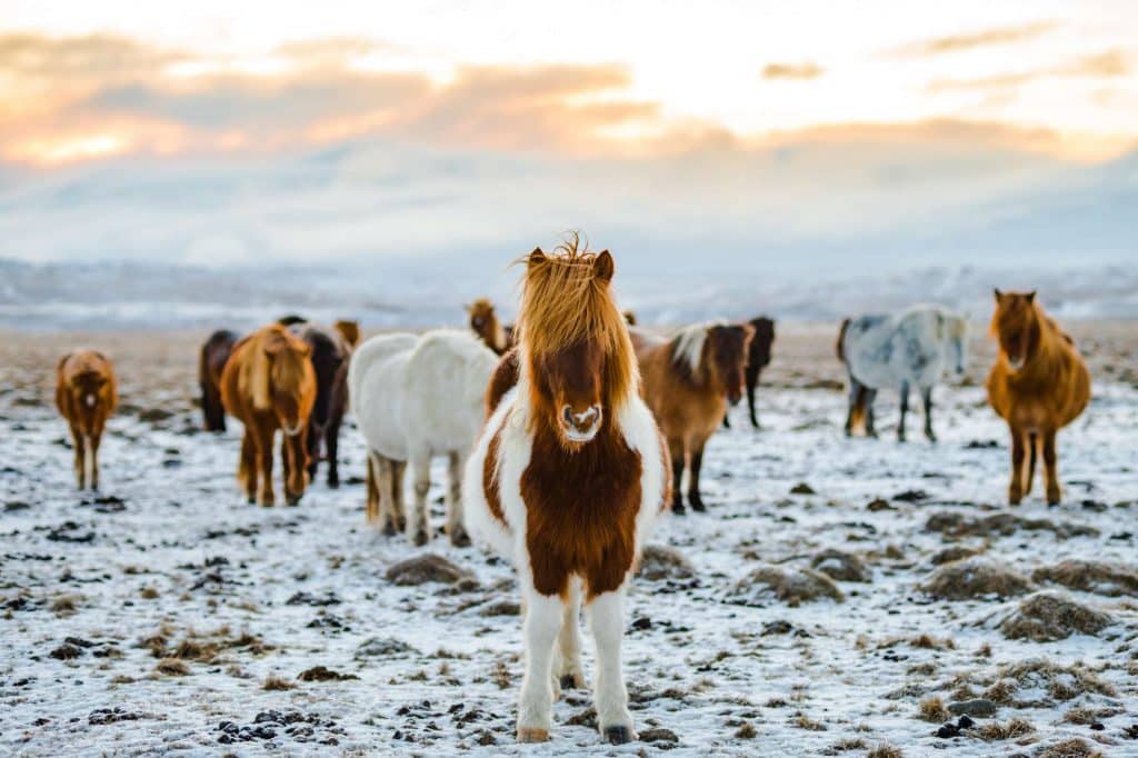 Icelandic horses to ride on your multi-day horseback trek in iceland