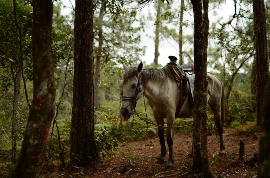 Thailand Horse on forest trials Top 10 Multi-day Horseback treks