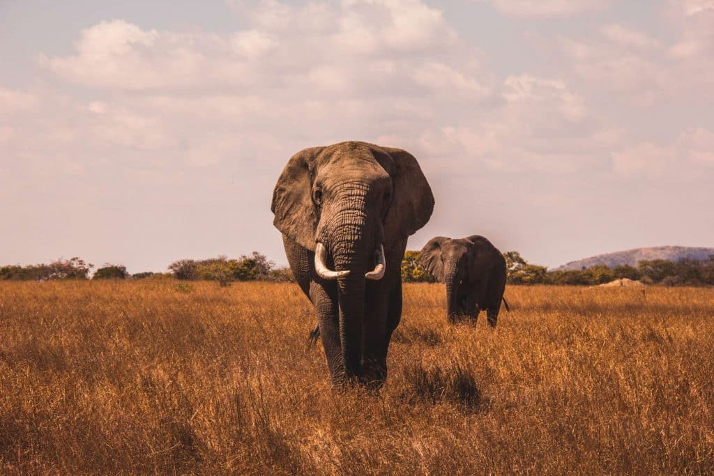 elefante de safari