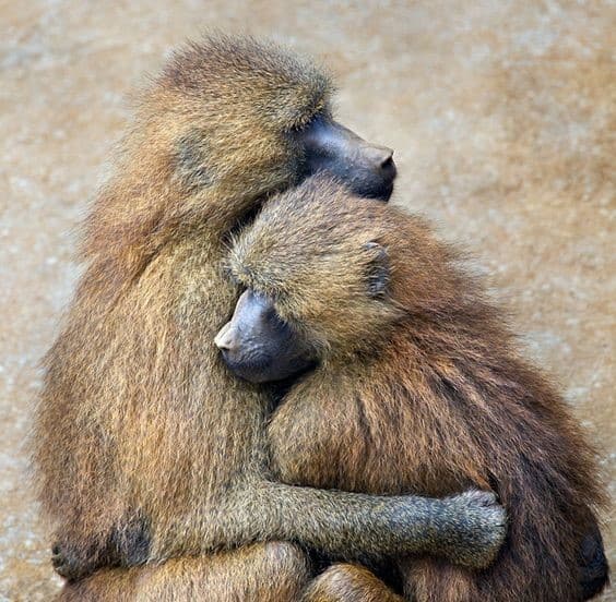 Los babuinos de Chacma se abrazan