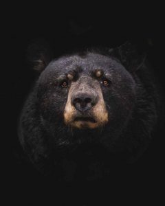 black bear aggressive