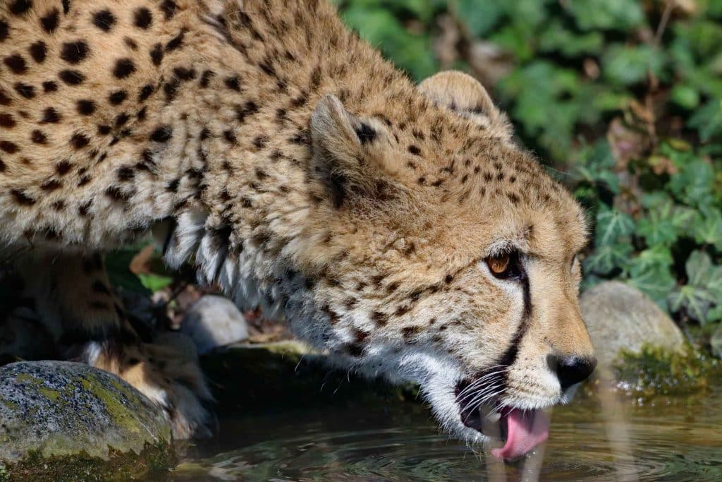 encontrar guepardos salvajes en la dieta de Africa