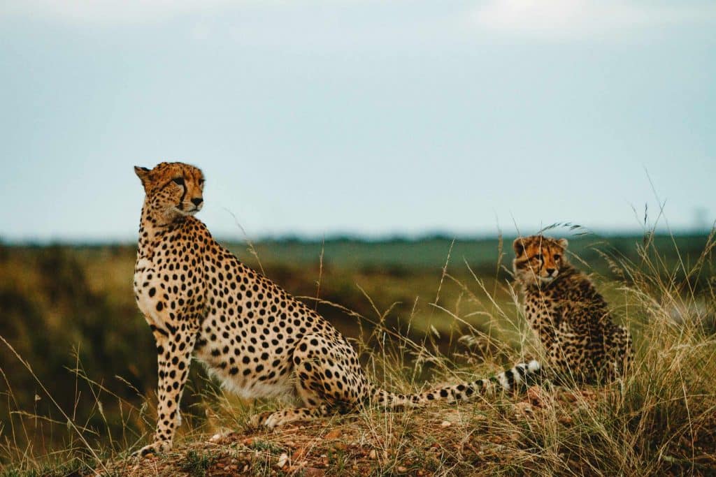 encounter wild cheetahs