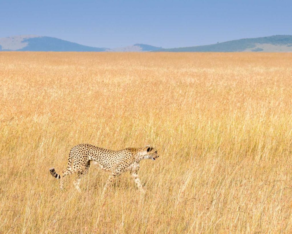 guepardo en el serengeti salvaje
