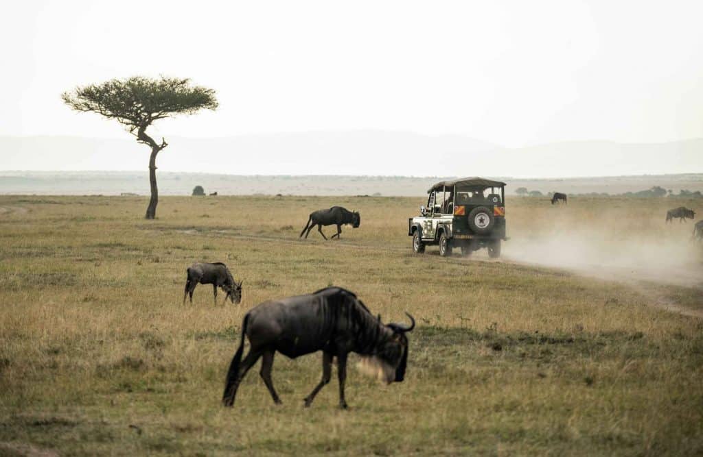 5 grandes búfalos de safari