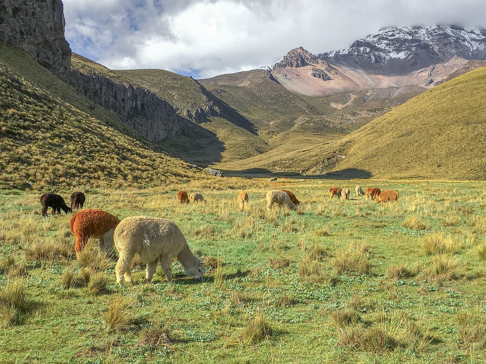 Alpacas grazing in Ecuador