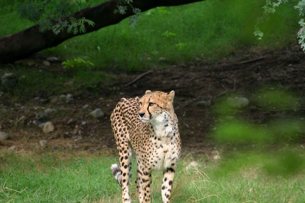 encounter cheetah in wild