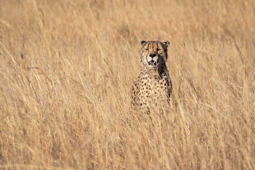 encounter wild cheetahs in africa
