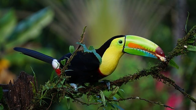 Animals of the Amazon - Animals Around The Globe