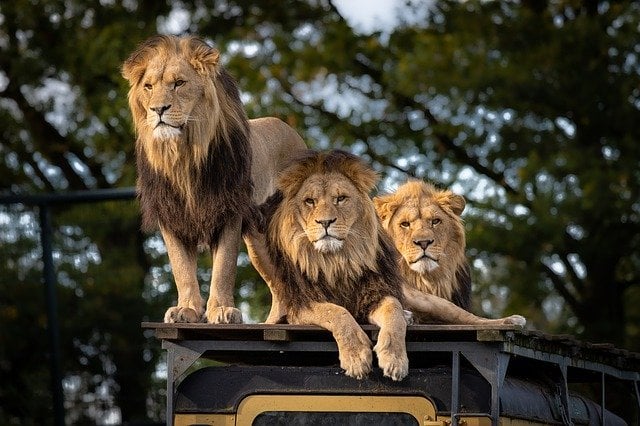 best safari to see big 5 lion