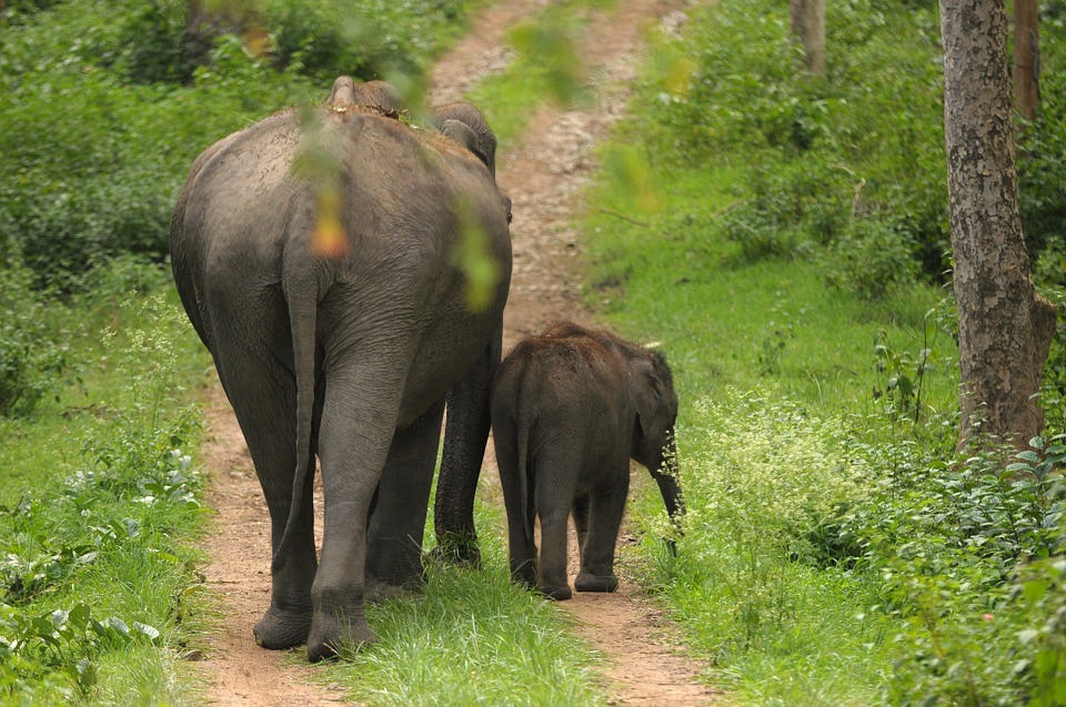 Elephant and calf in India: protected