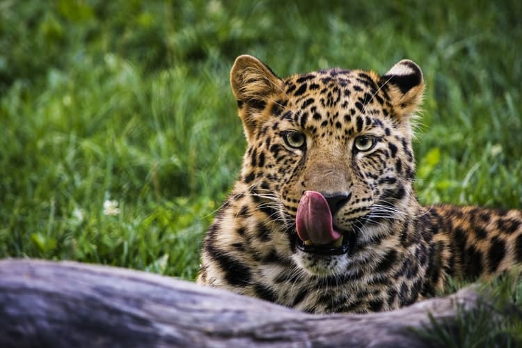 The big 5 of India : indian leopard