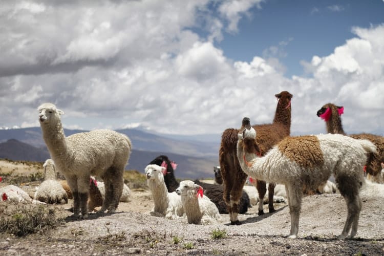 Alpacas and Llamas in Peru