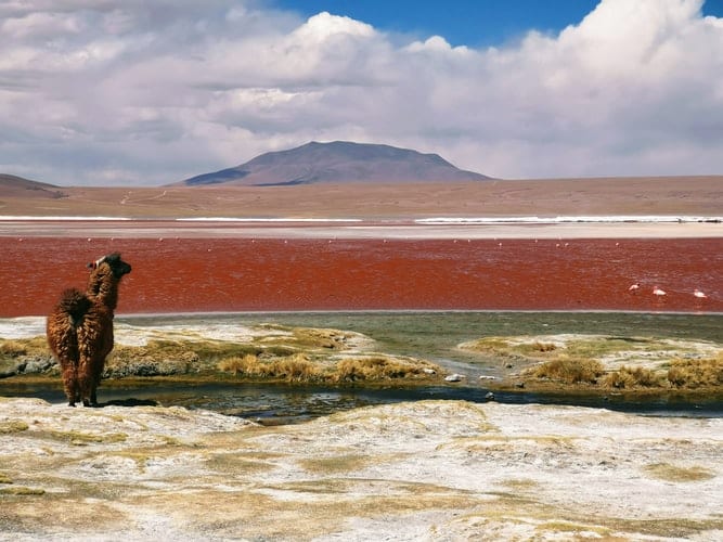 Bolivia landscape and alpaca