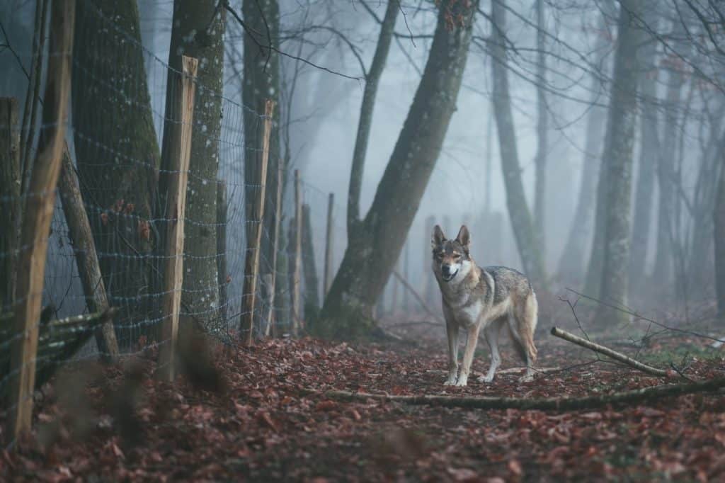 wolve in europe Top 10 Animal Encounters in Europe after Corona