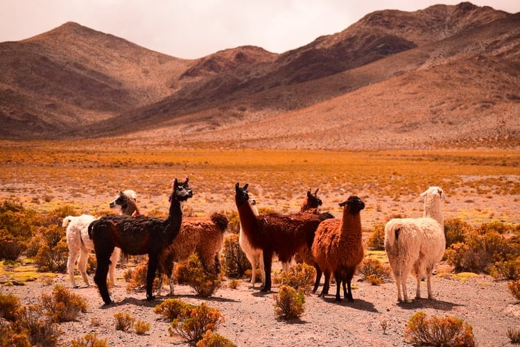 Alpacas and llamas on Argentinian plane