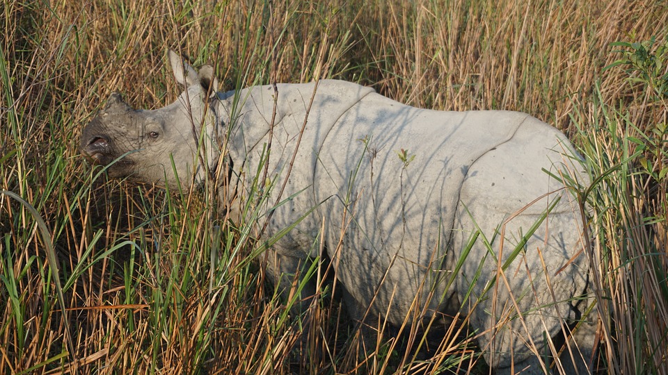 Great one horned rhino of indian big 5