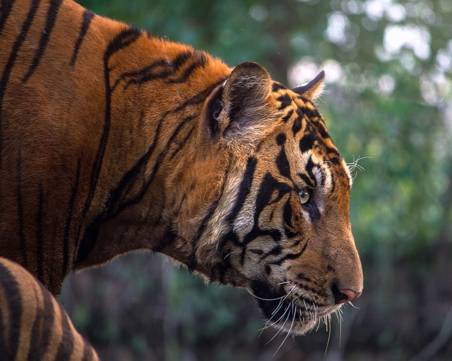 indian tiger close up