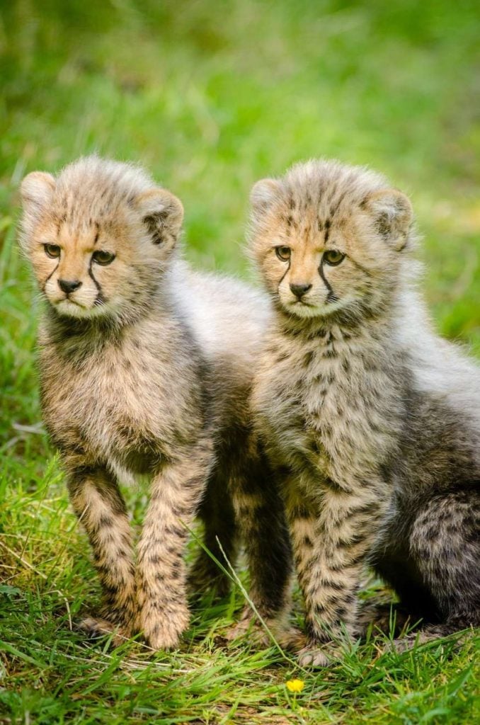 encounter wild cheetahs babys