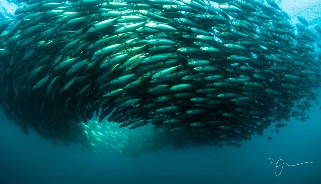 sardine run shoal