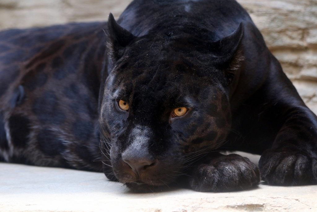 Melanistic jaguar; the panther